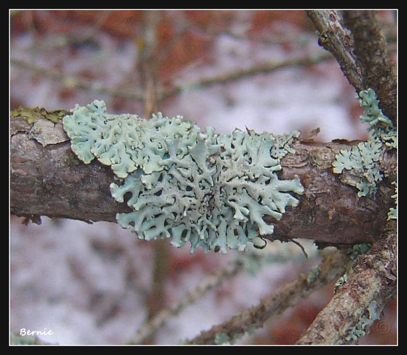 Lichen 1.jpg